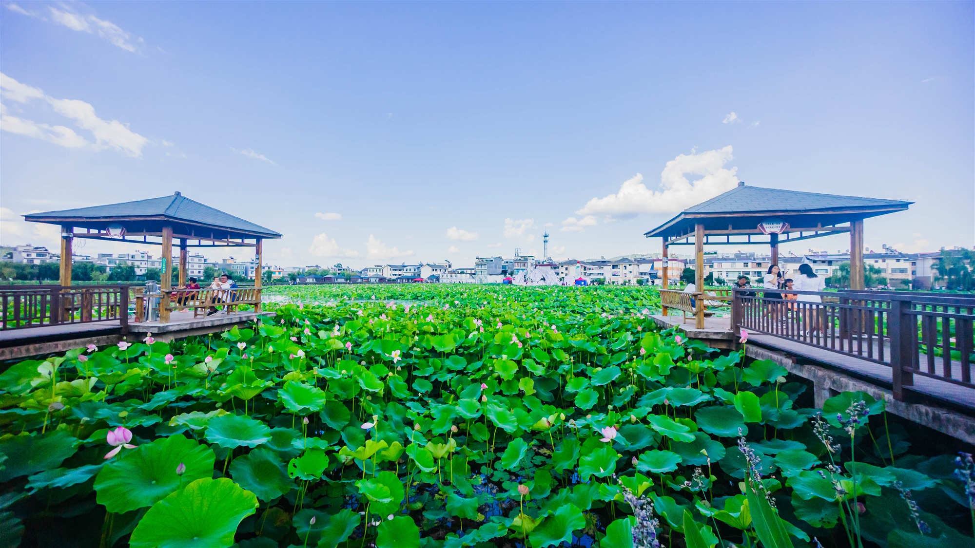 姚安荷花惹人醉——楚雄州文化馆