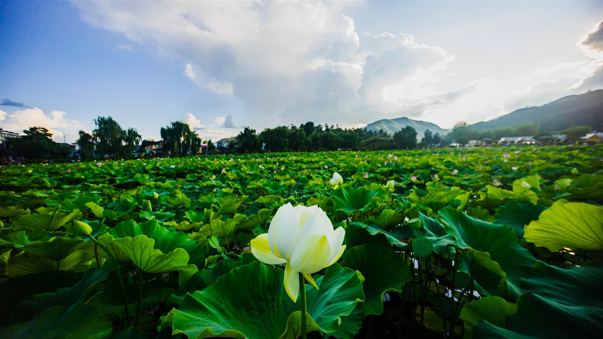 姚安荷花惹人醉——楚雄州文化馆